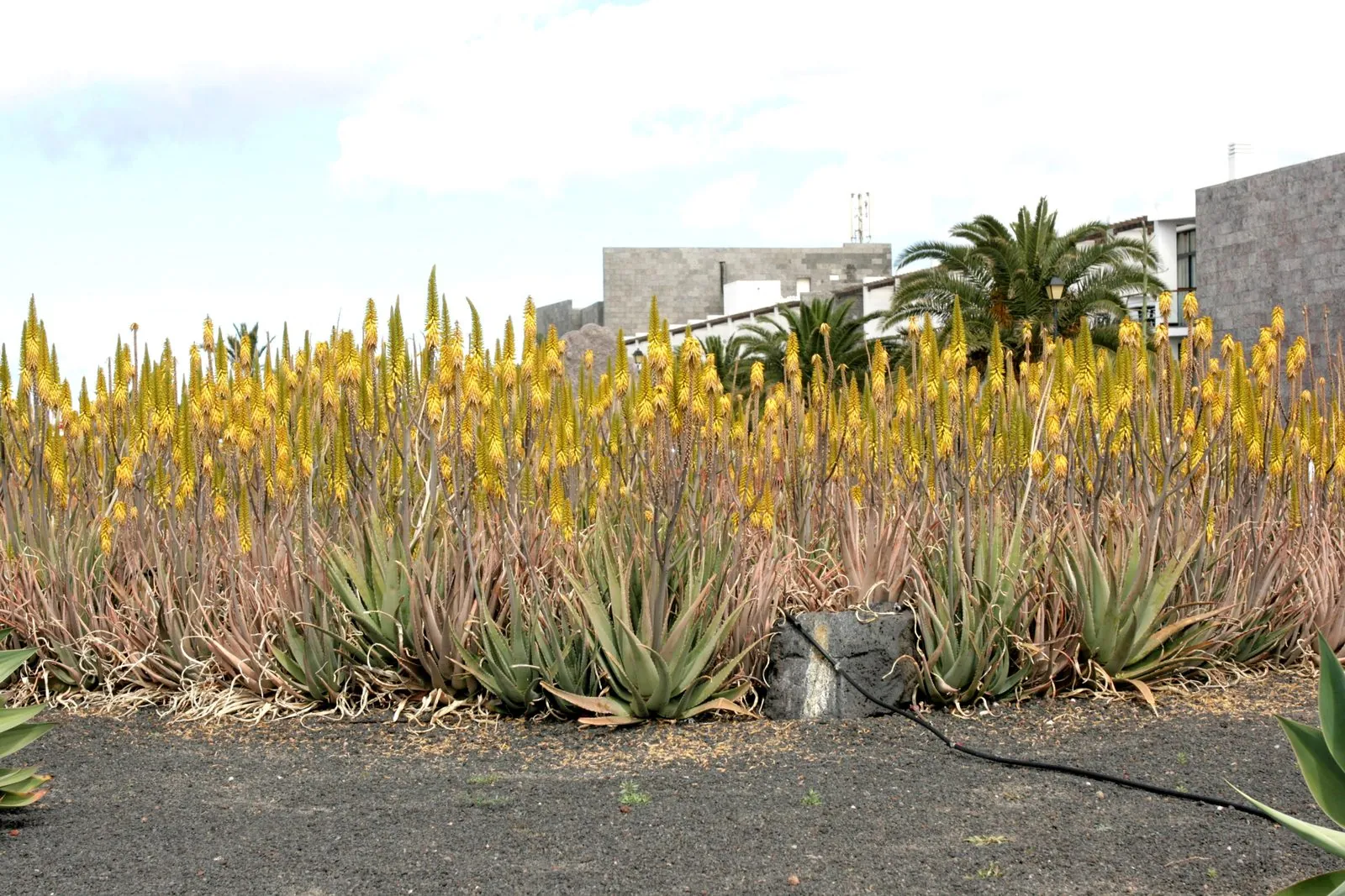 Aloe vera plants growing at Playa Blanca, Lanzarote