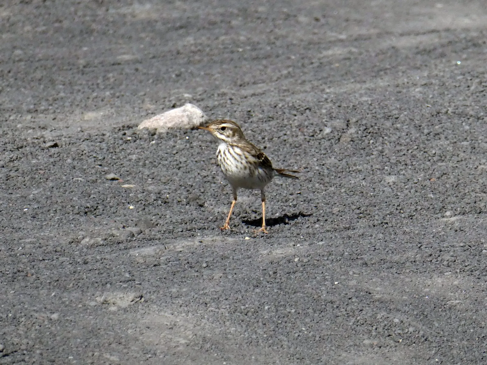 Berthelot's pipit (Anthus berthelotii), a Canarian endemic, near Fuencaliente on La Palma