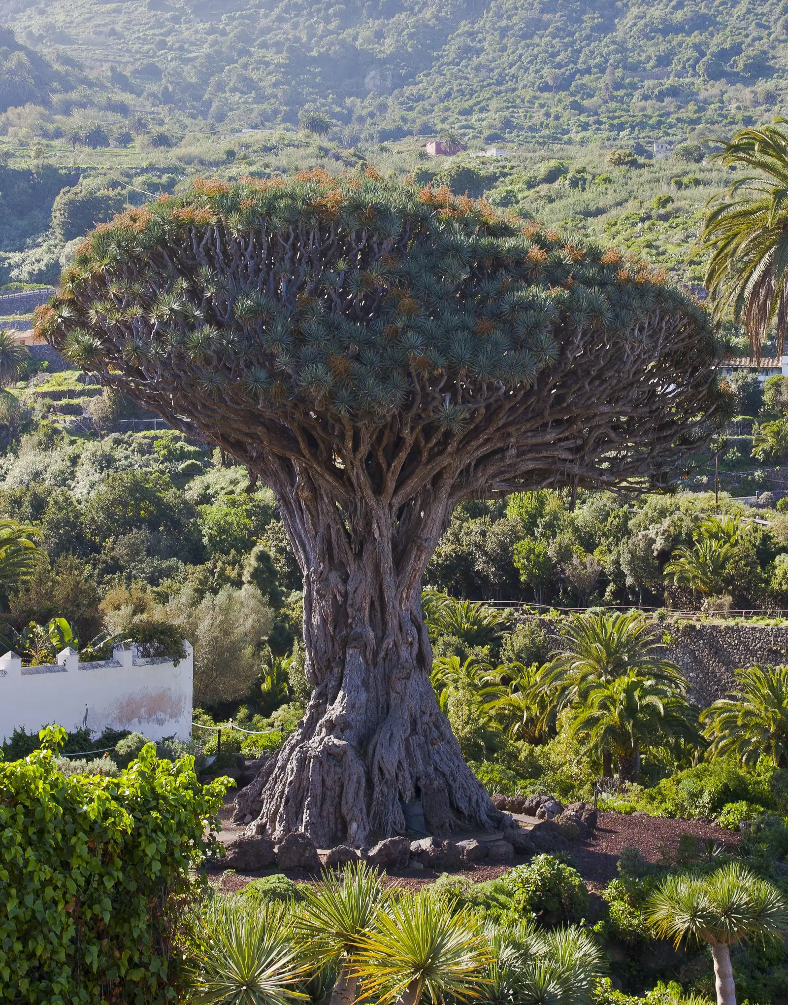 The ancient Drago Milenario dragon tree at Icod de los Vinos, Tenerife