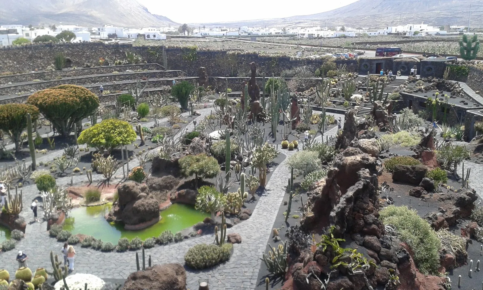 Rows of prickly-pear and other cacti at the Jardín de Cactus in Guatiza, Lanzarote