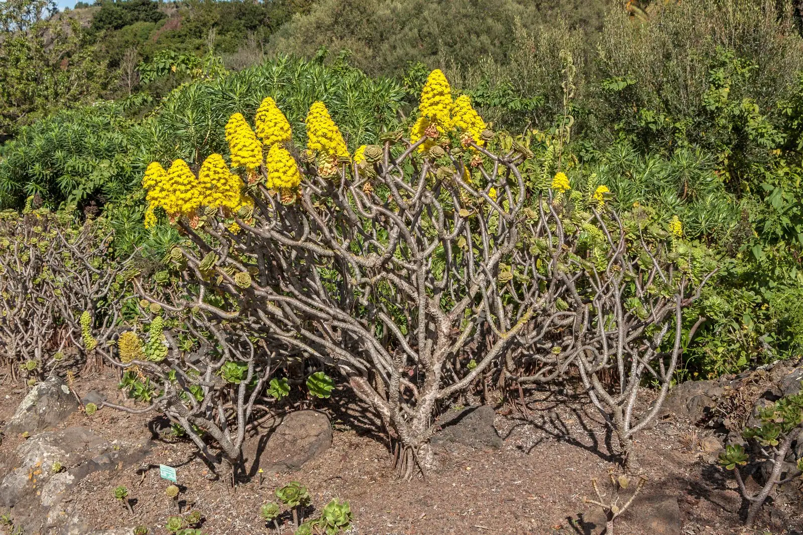 Rosettes of the endemic Canary aeonium succulent, Gran Canaria