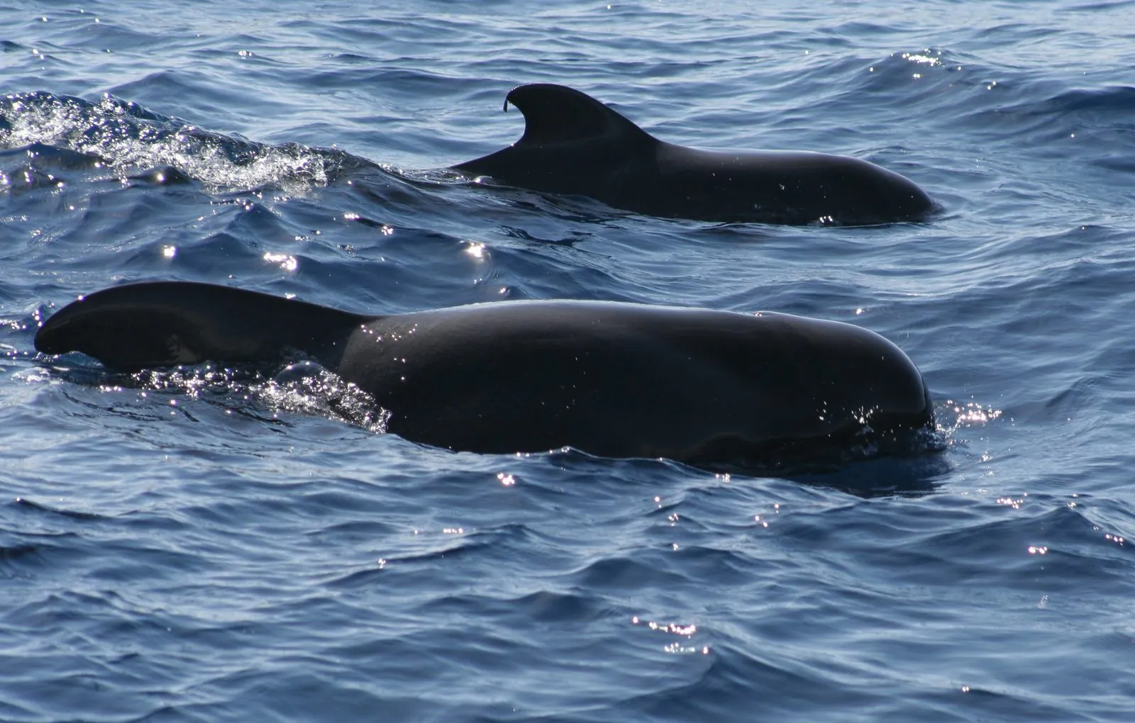 Whales surfacing in the waters off Tenerife