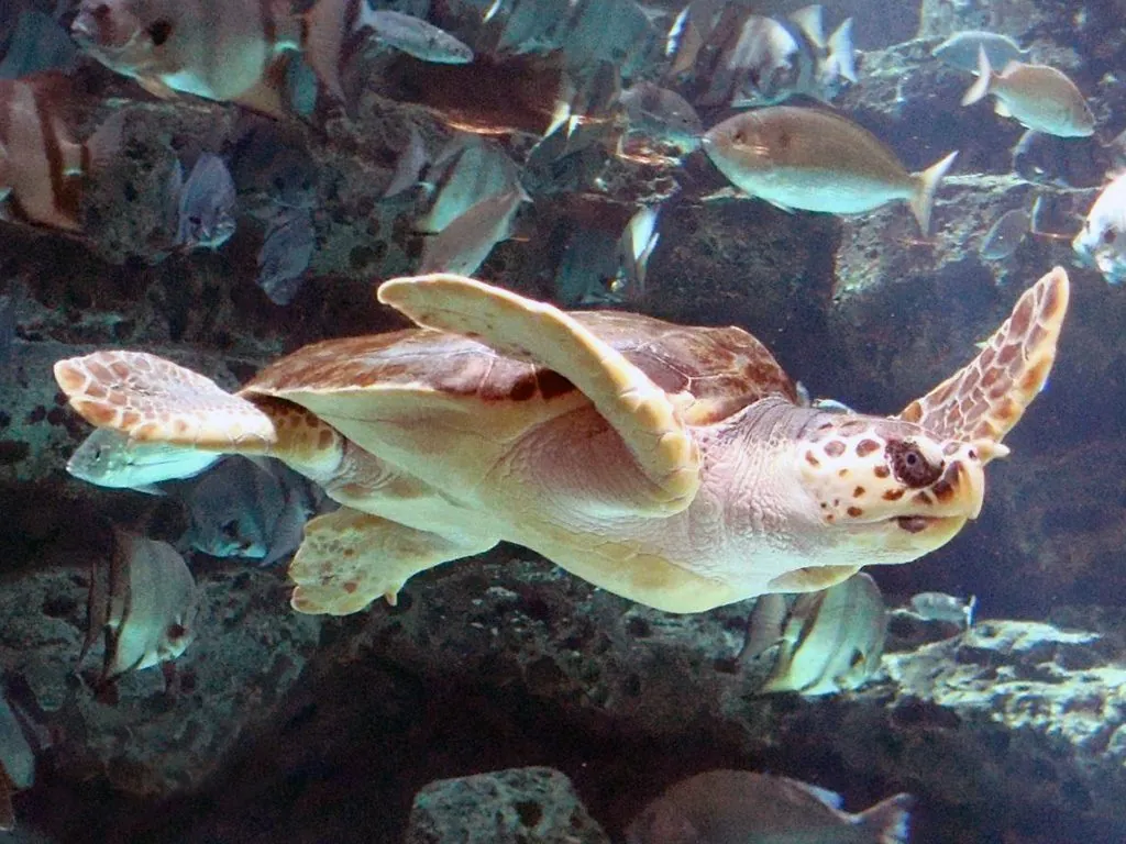 Loggerhead Sea Turtle, Canary Islands