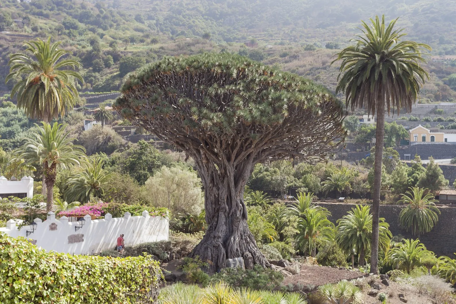 The great Drago Milenario, the most famous Canary dragon tree, at Icod de los Vinos, Tenerife