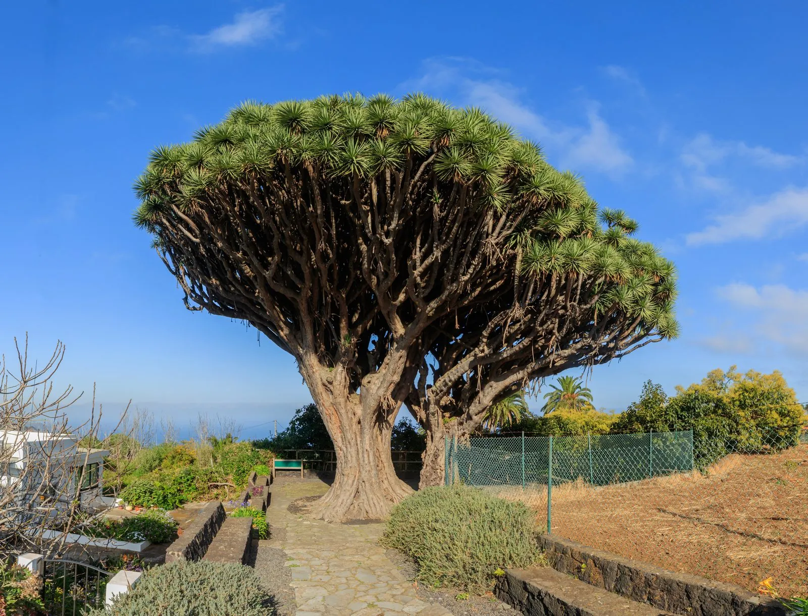 The twin dragon trees (Dragos Gemelos) of Brena Alta, La Palma
