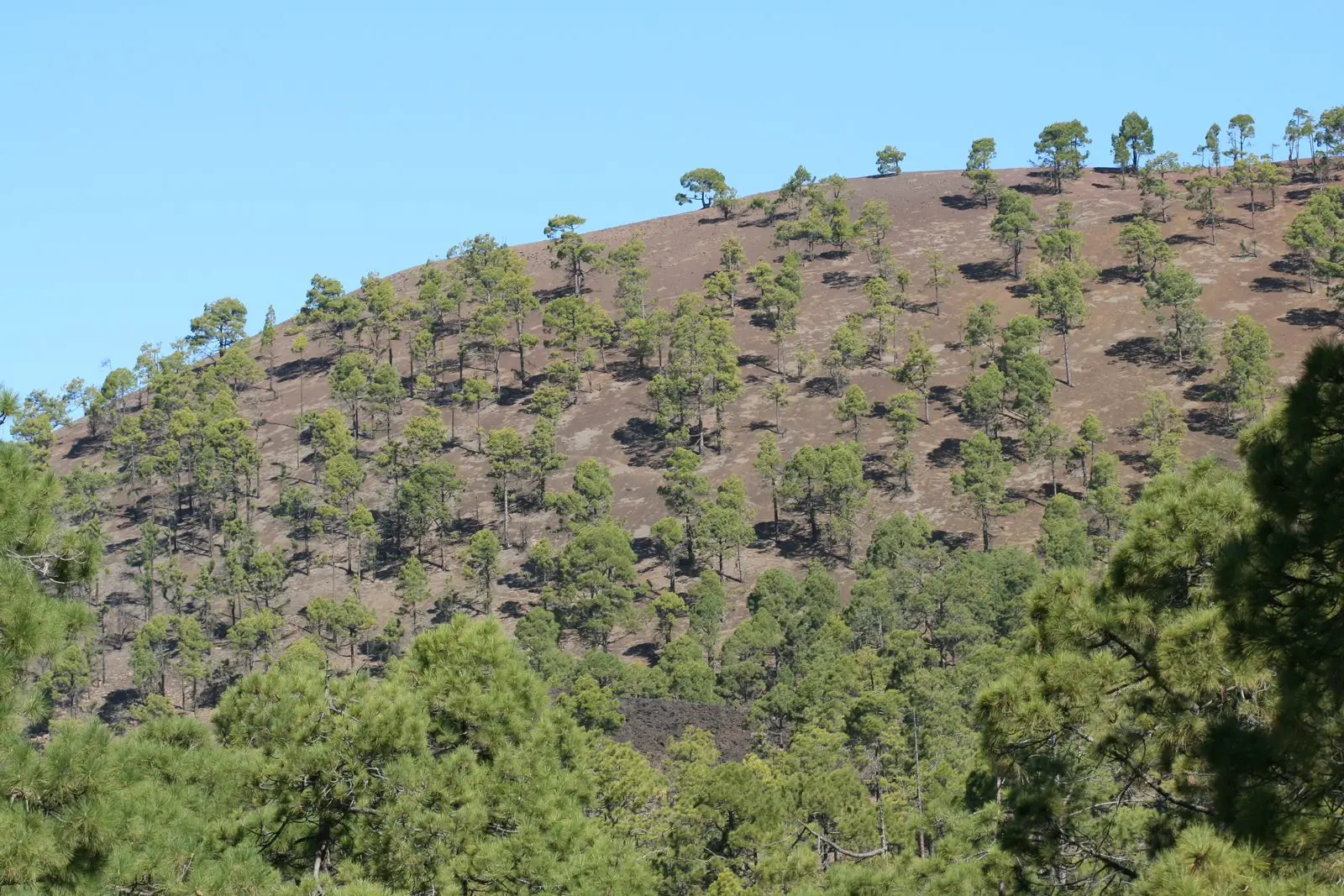 Tall trunks of a Canary pine (Pinus canariensis) forest