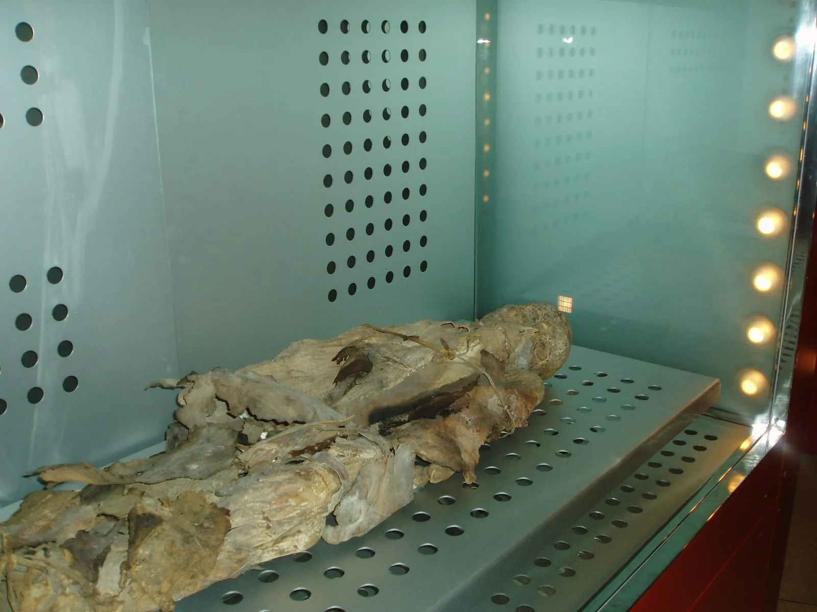 A Guanche mummy displayed in a museum in Santa Cruz de Tenerife
