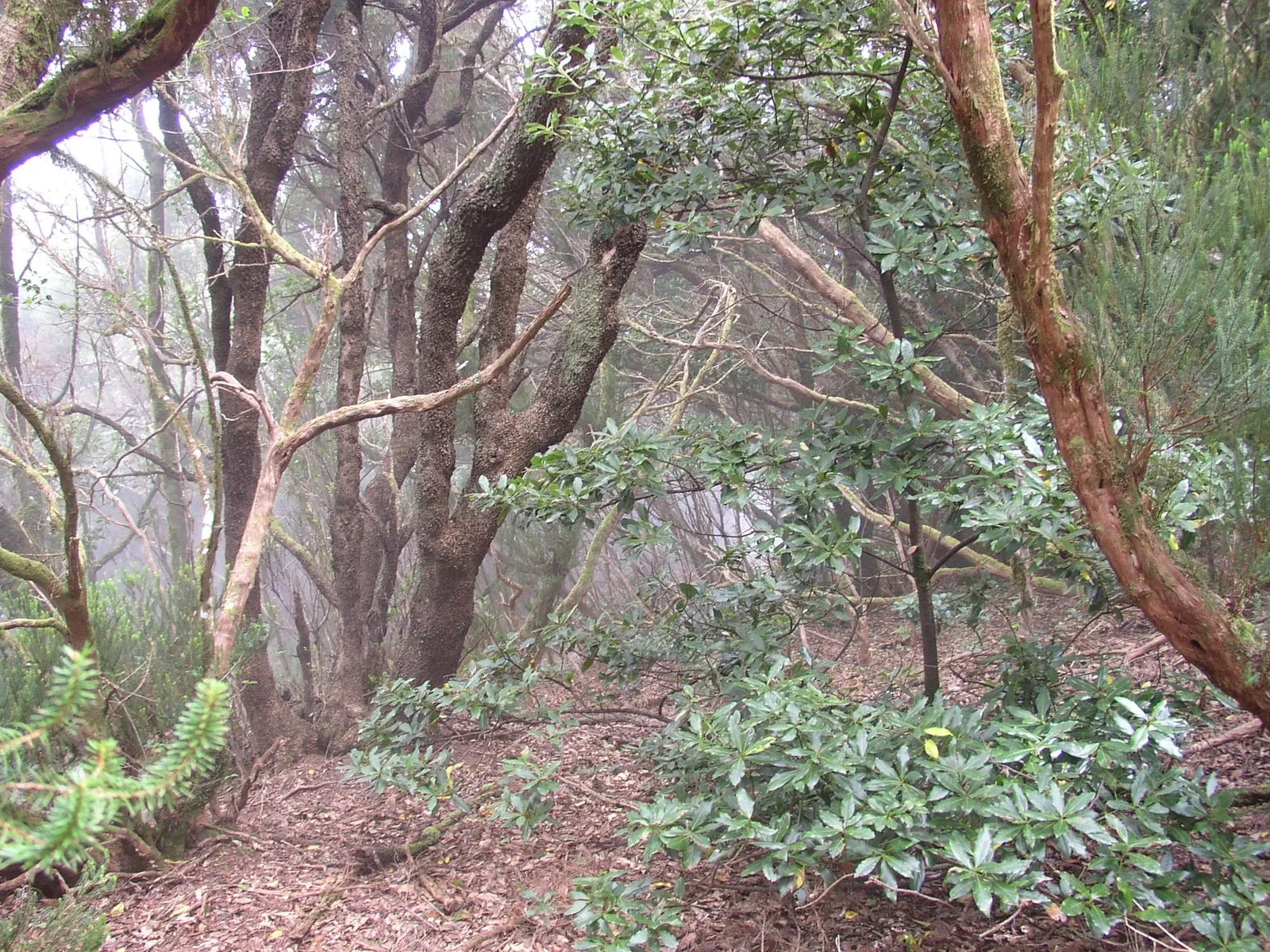Misty laurel forest in the Anaga massif, Tenerife