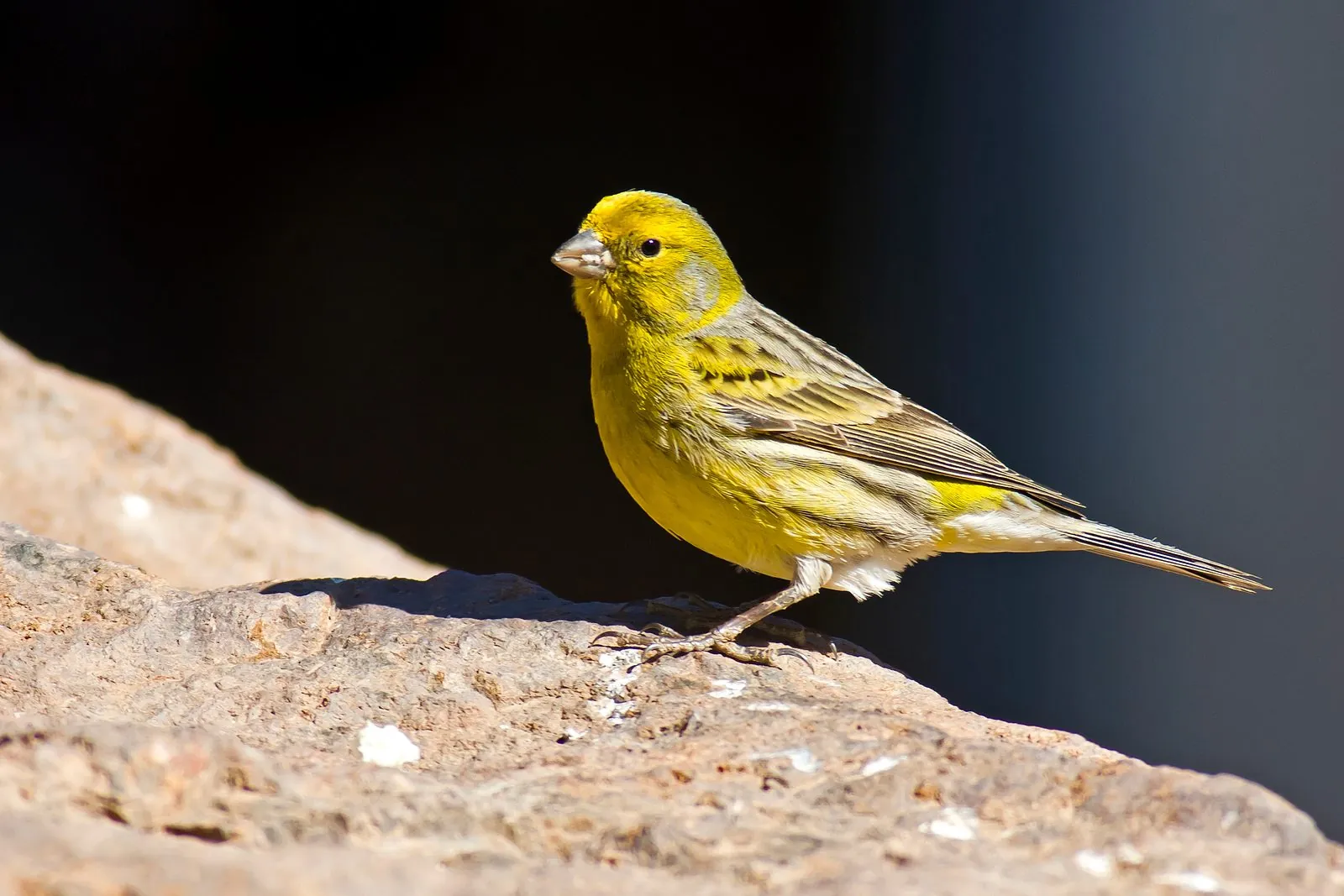 Wild Atlantic canary (Serinus canaria) in the Parque Rural del Nublo, Gran Canaria