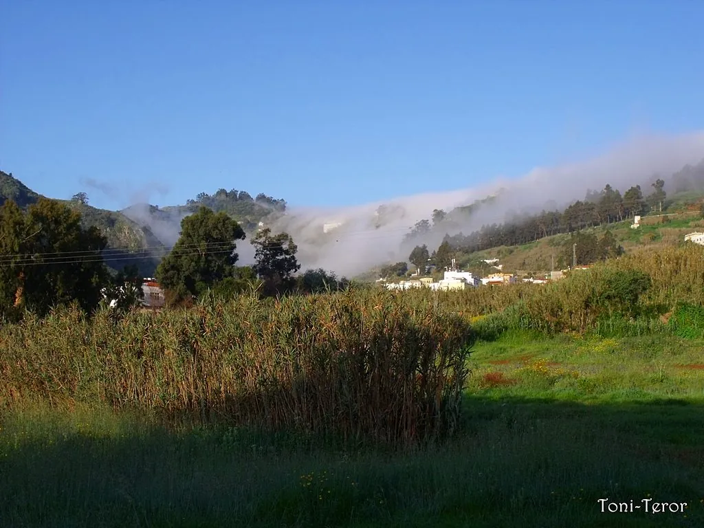 Mist drifting through the trees of the highlands above Teror, Gran Canaria