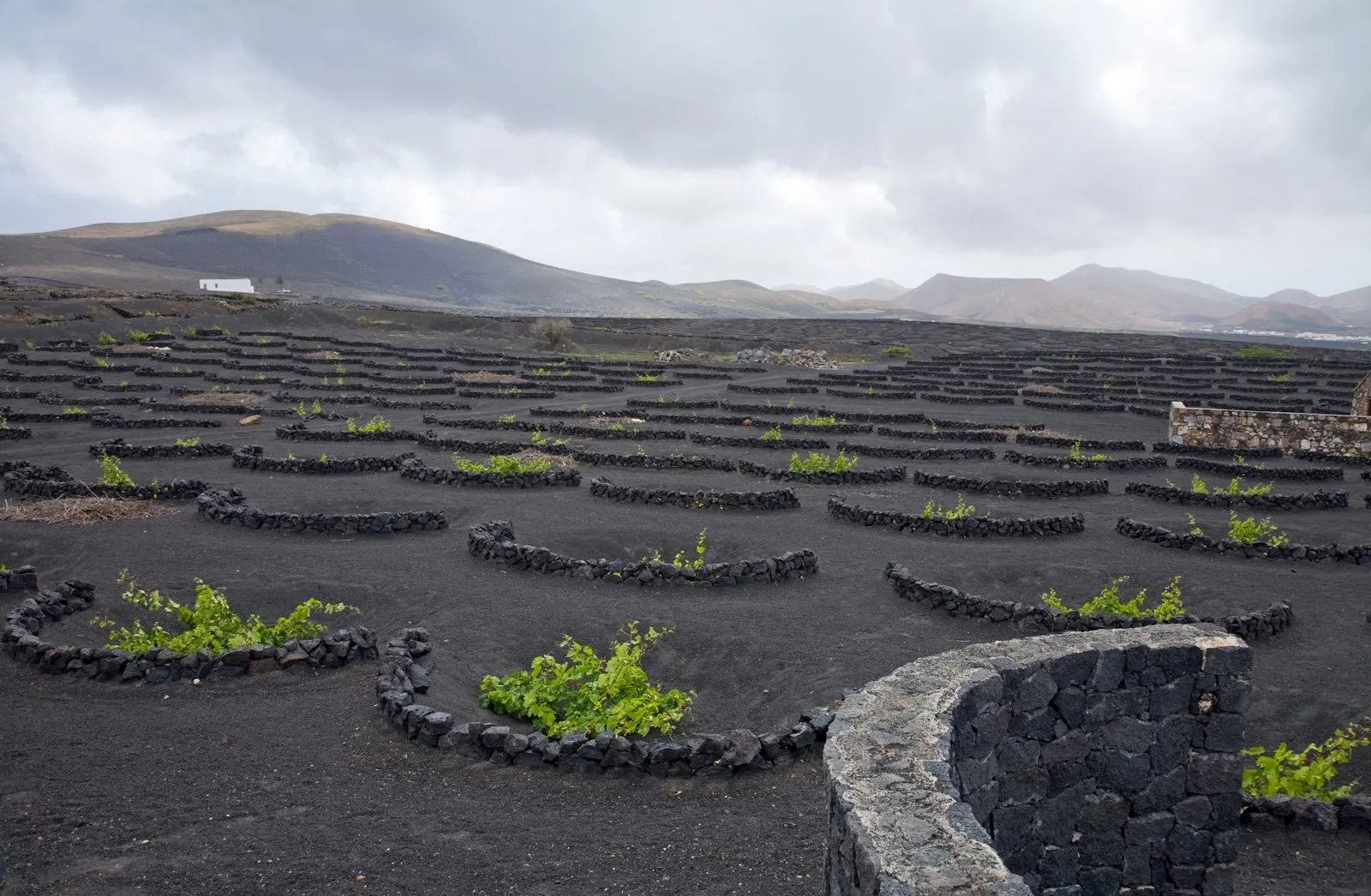Vines growing in black volcanic ash hollows in the La Geria wine region of Lanzarote