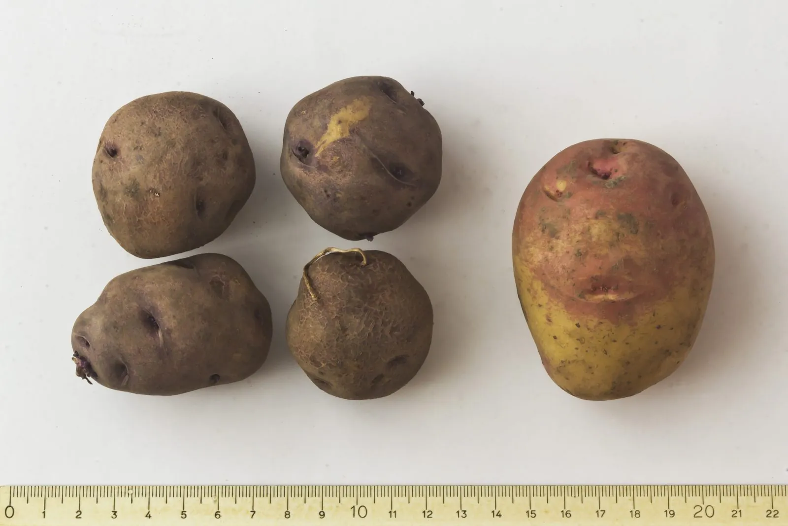 Papas Antiguas de Canarias 02