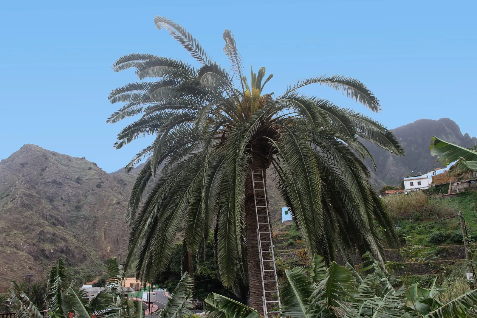 A Canary Island date palm (Phoenix canariensis), the source of palm honey, on La Gomera
