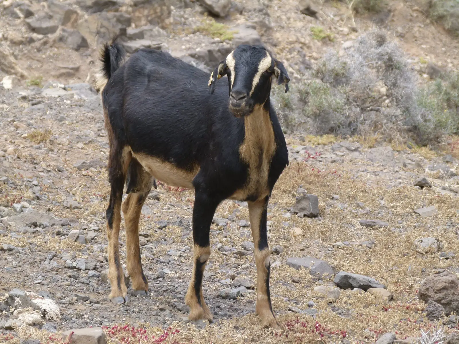 Goat - El Cofete - Jandia - Fuerteventura - 03