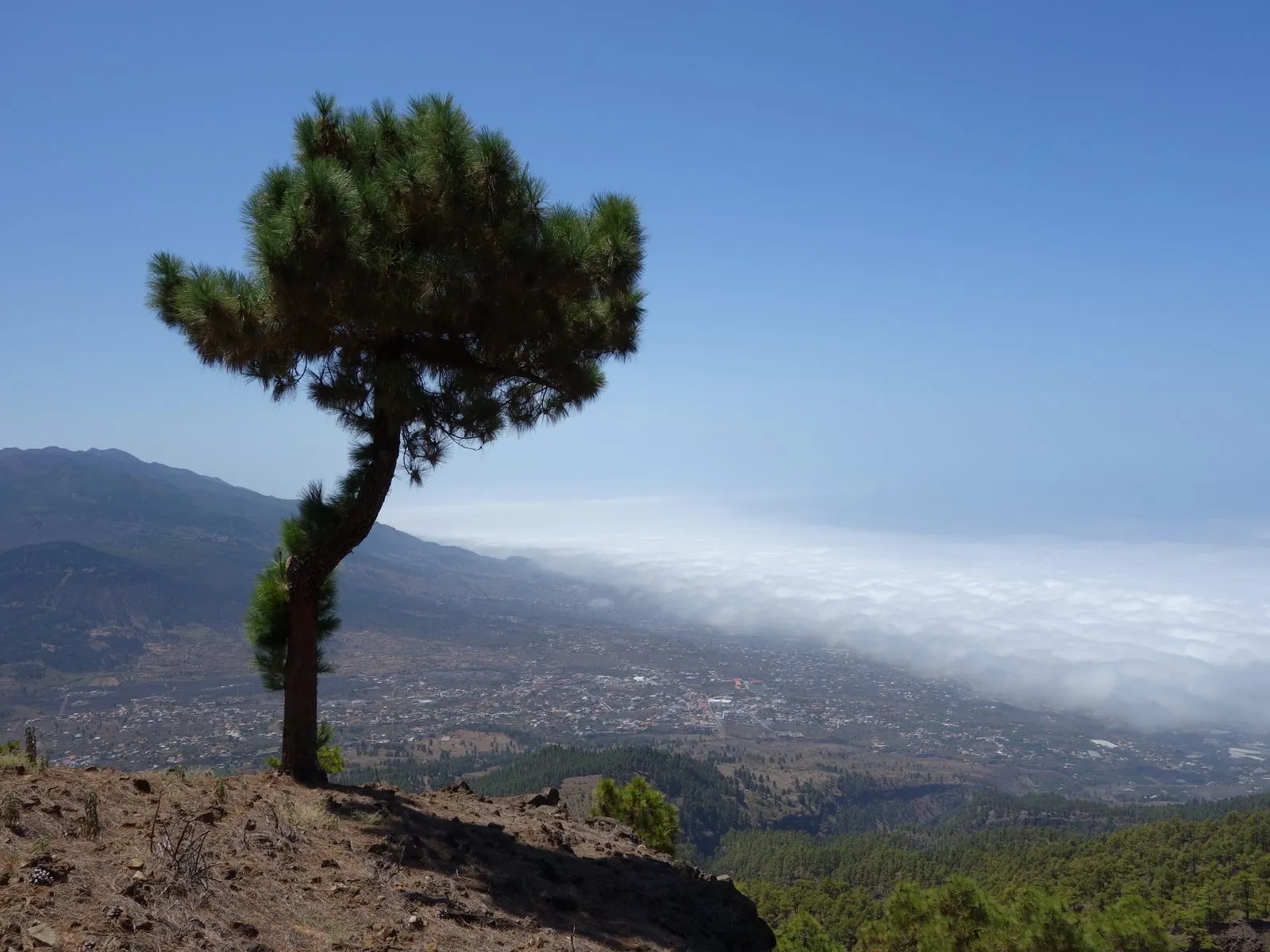 View over the pine-clad Caldera de Taburiente from Pico Bejenado on La Palma