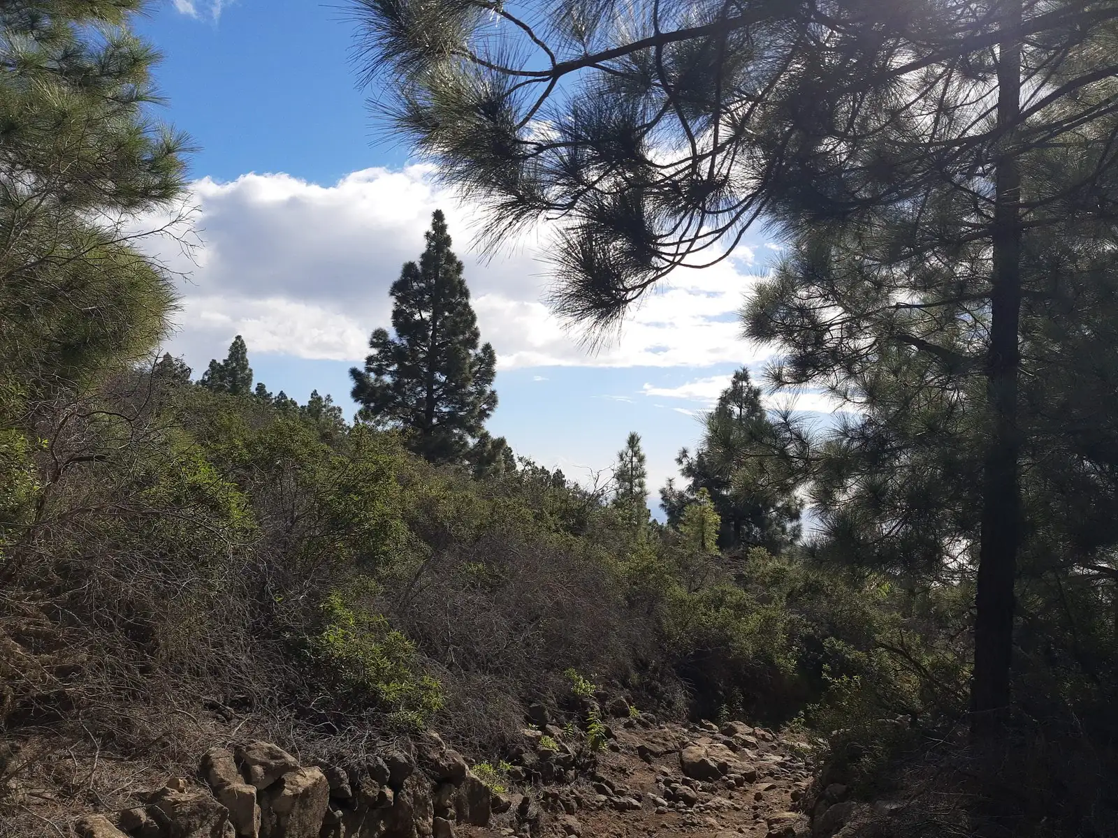 La Palma, path to Time, pine forest
