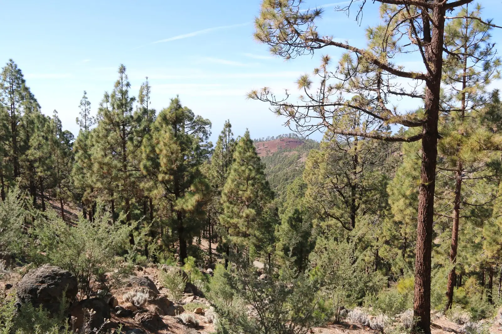 Sunlight through the pines of the Corona Forestal, Tenerife's high forest belt