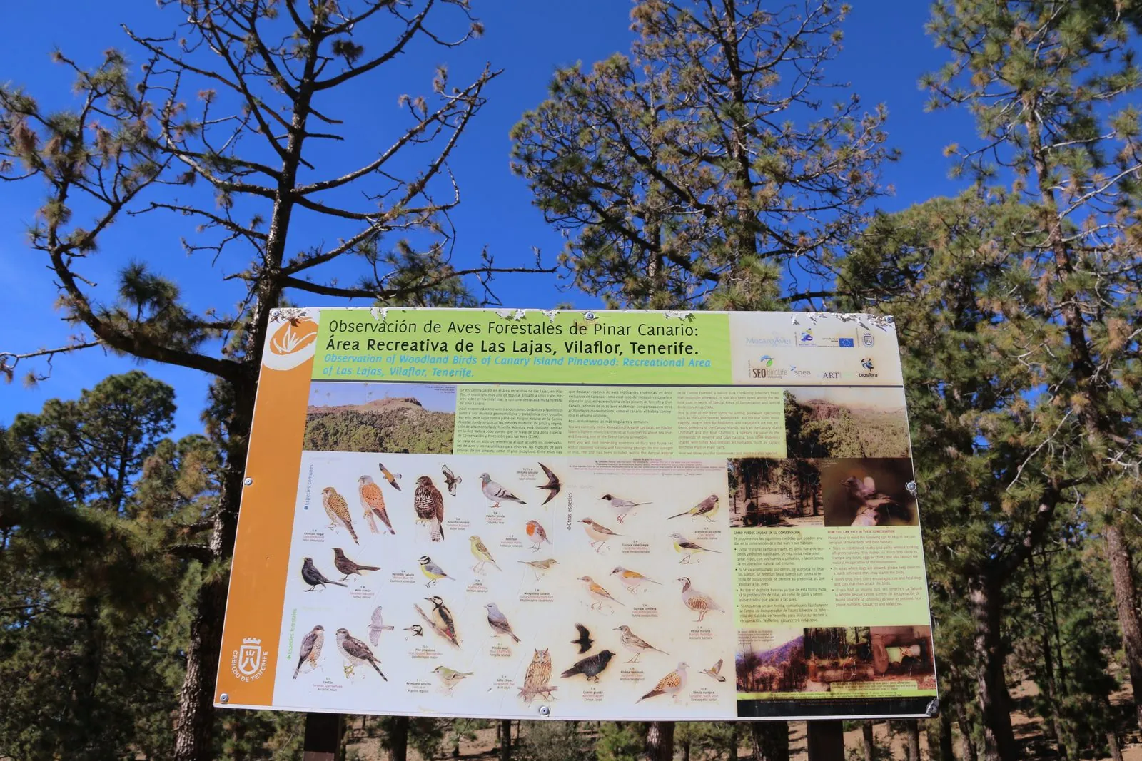Canary Island pine forest in the Corona Forestal Natural Park, Tenerife