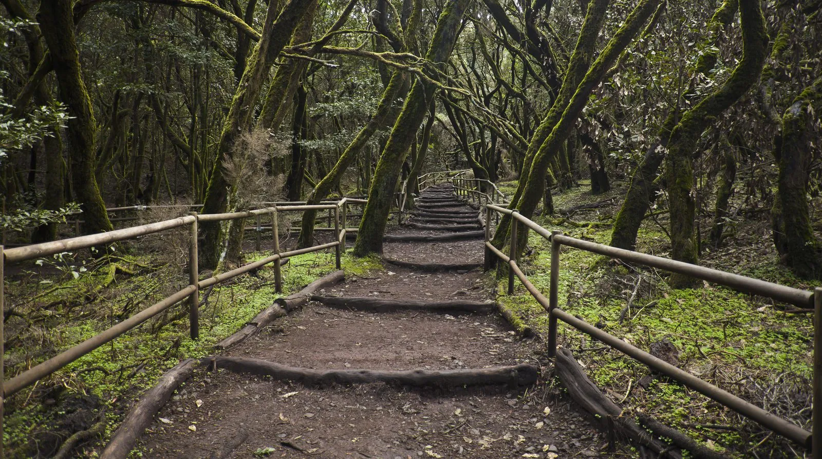 Mossy enchanted forest trail in Garajonay National Park, La Gomera