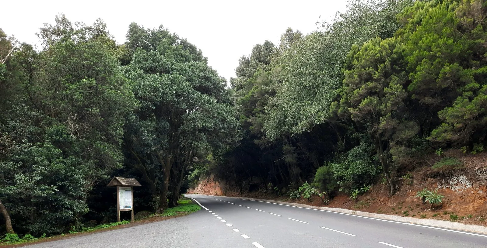 Green laurel forest of Garajonay National Park, La Gomera in spring
