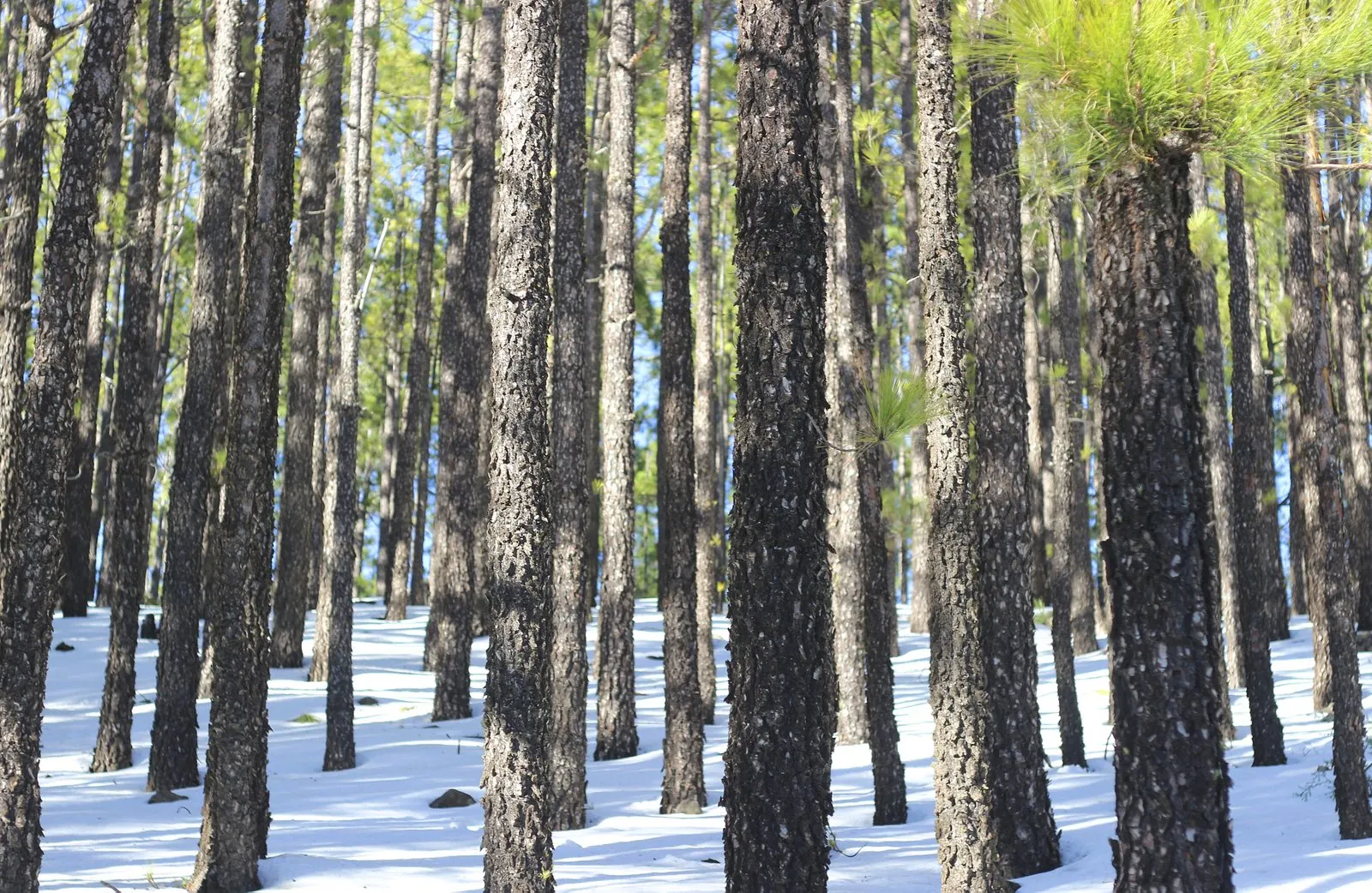 Winter snow in the pine forest below Mount Teide, Tenerife