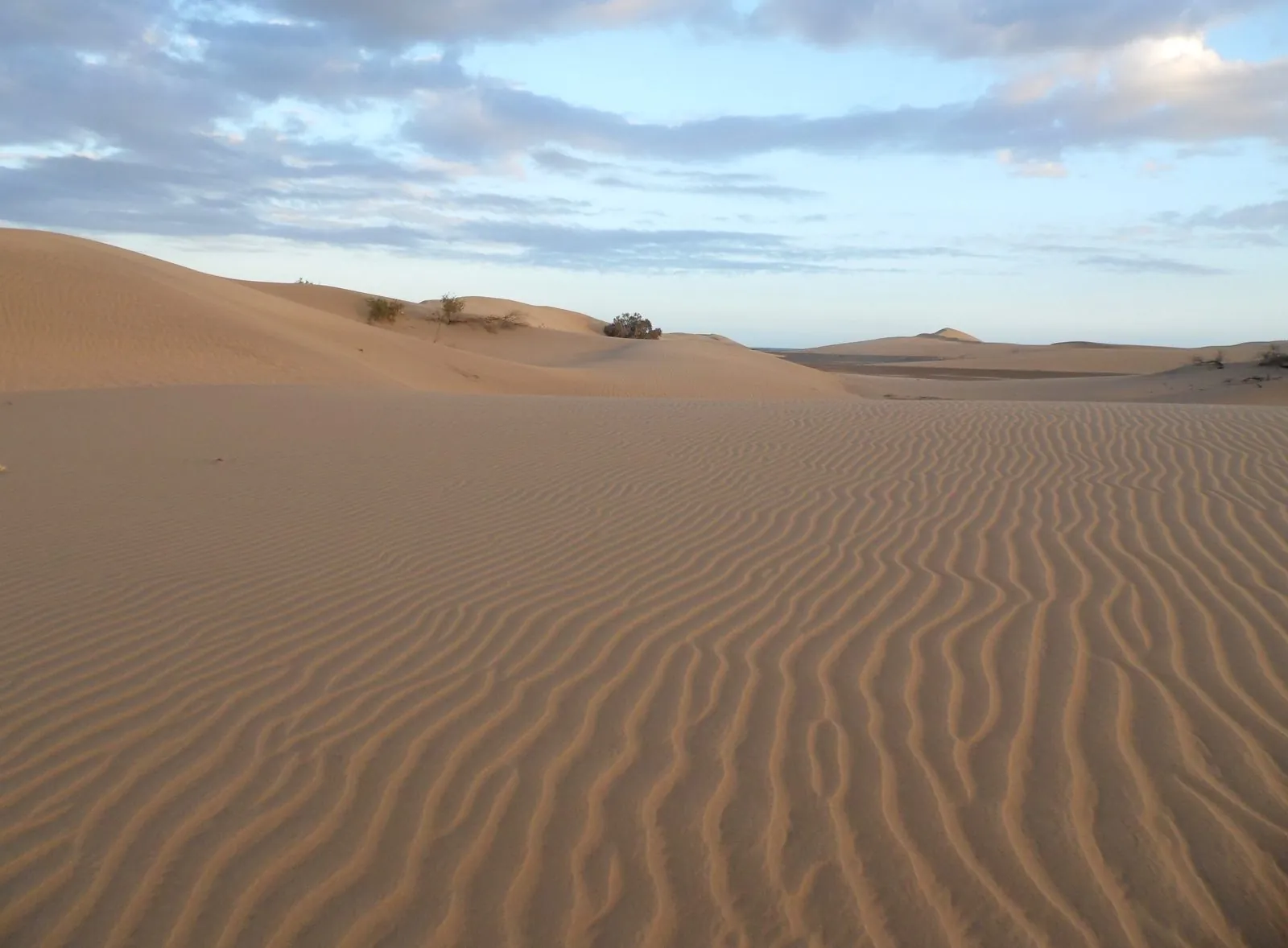 Wind-sculpted ripples across the dunes at Maspalomas, Gran Canaria