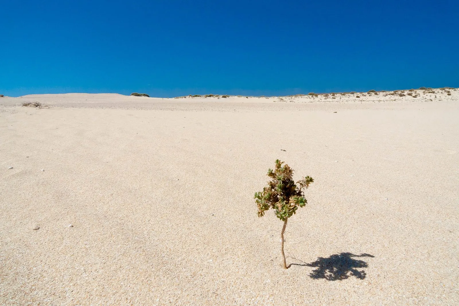 The sand dunes and beach of the Corralejo Natural Park, Fuerteventura