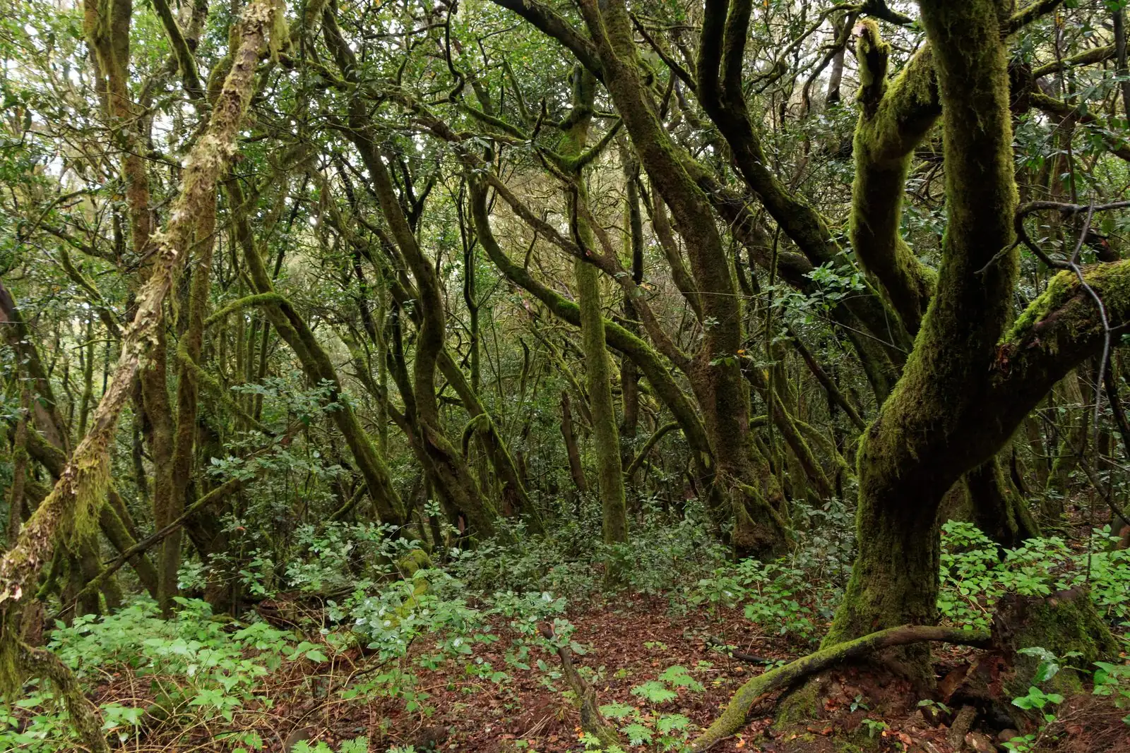 Quiet ancient laurel forest in Garajonay National Park, La Gomera