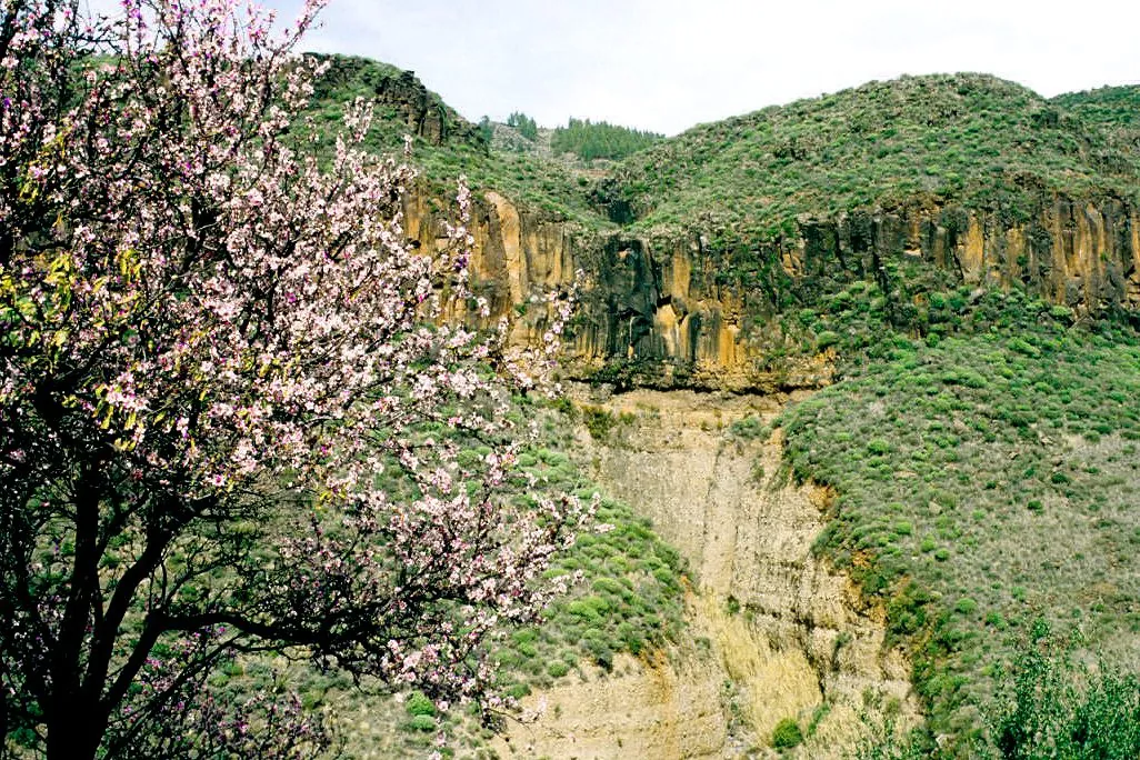 A flowering almond tree in the mountain village of Artenara, Gran Canaria