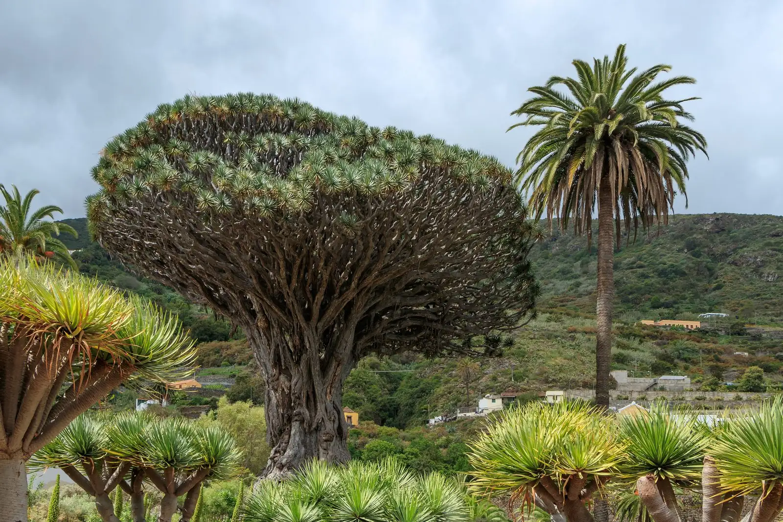 The ancient dragon tree in its park at Icod de los Vinos, Tenerife