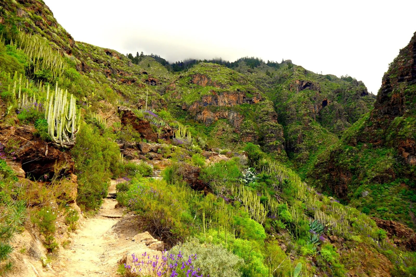 Hiking trail lined with cacti in the Barranco del Infierno, Adeje, Tenerife
