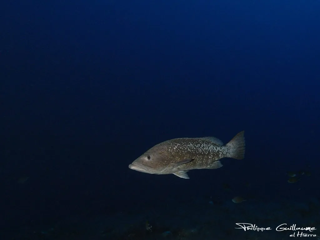 An island grouper in the clear Atlantic waters off El Hierro, one of the Canary Islands' finest dive sites