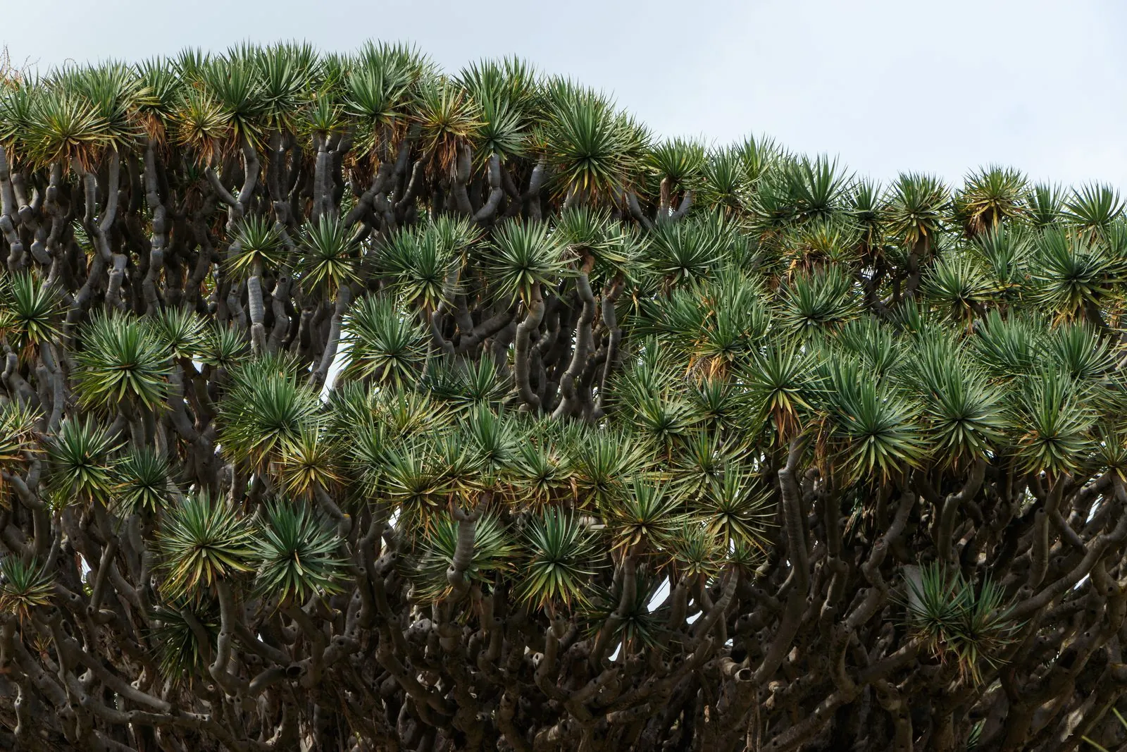 The ancient Drago Milenario dragon tree in its park at Icod de los Vinos, Tenerife