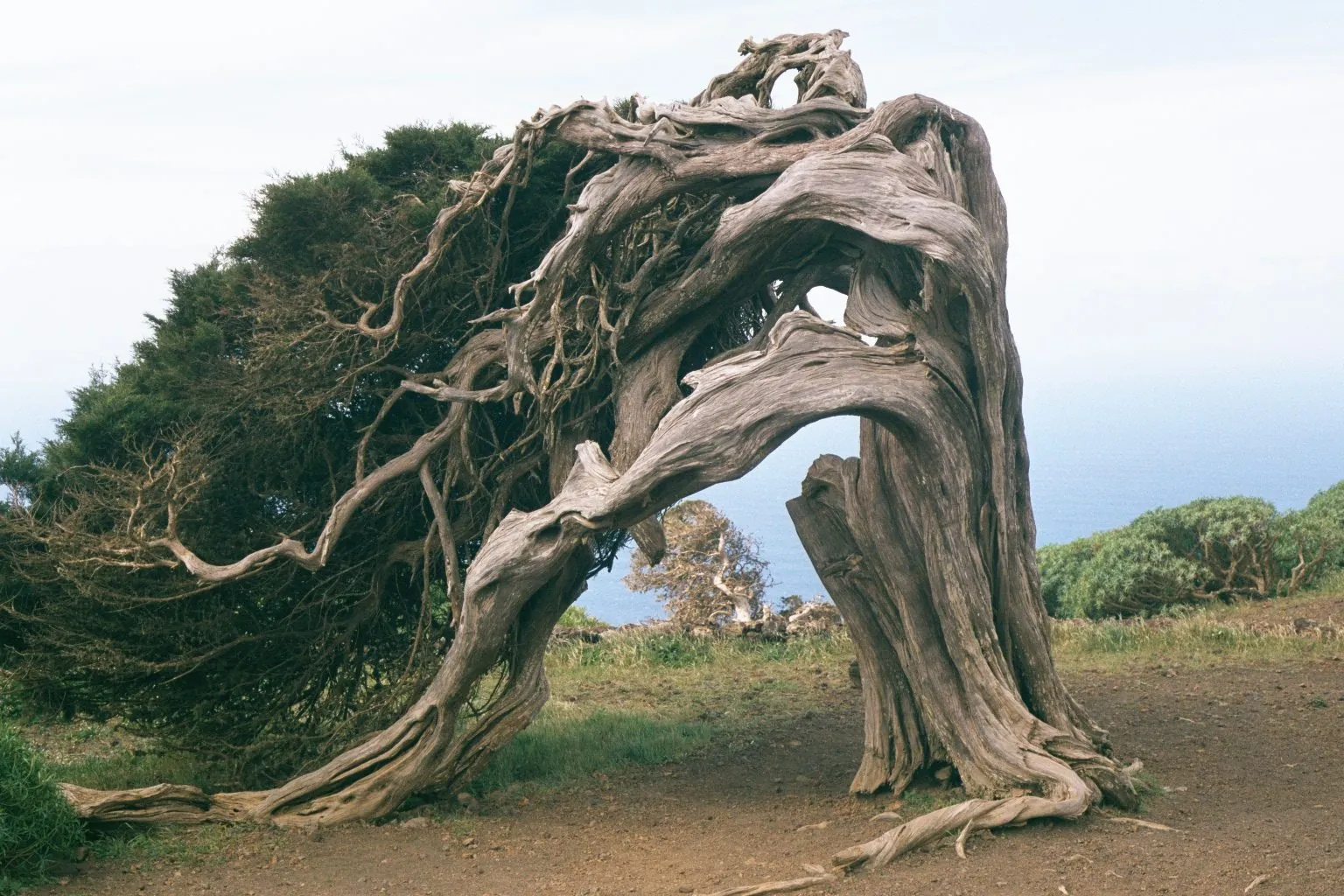 A gnarled juniper twisted almost to the ground by the wind at El Sabinar, El Hierro