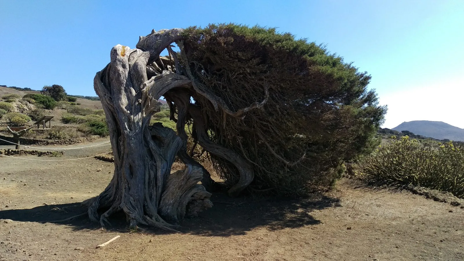 Wind-bent juniper trees of El Sabinar shaped by the trade winds, El Hierro