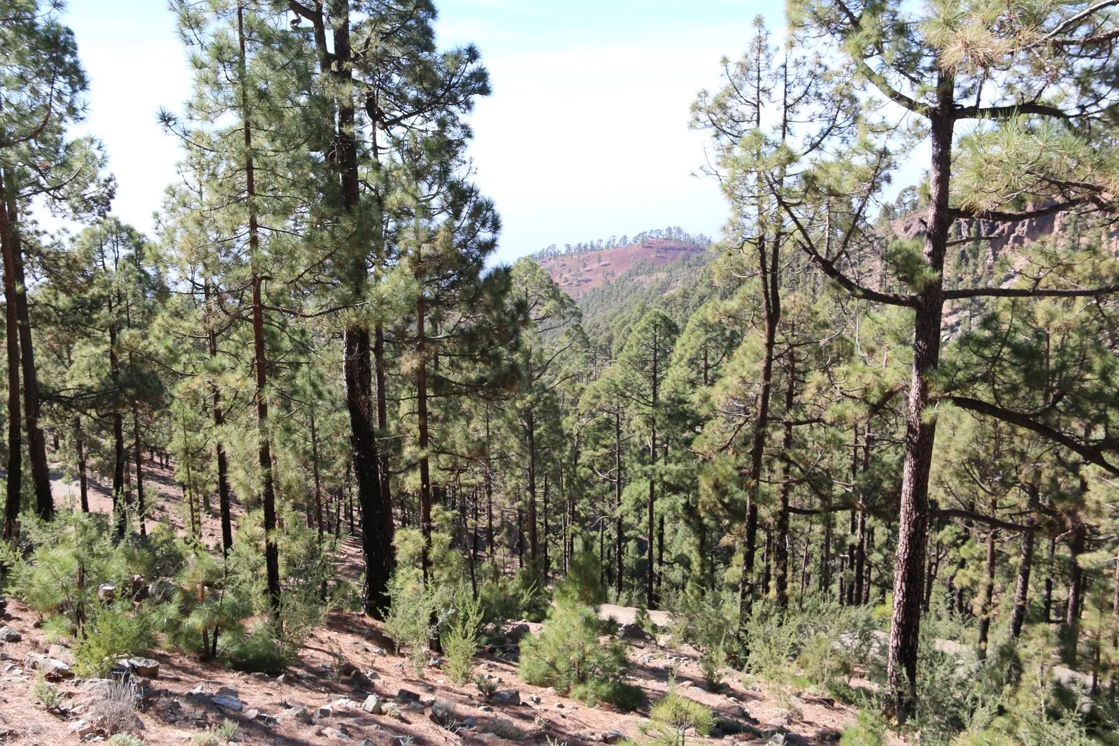 Canary pines on the slopes of the Corona Forestal natural park, Tenerife