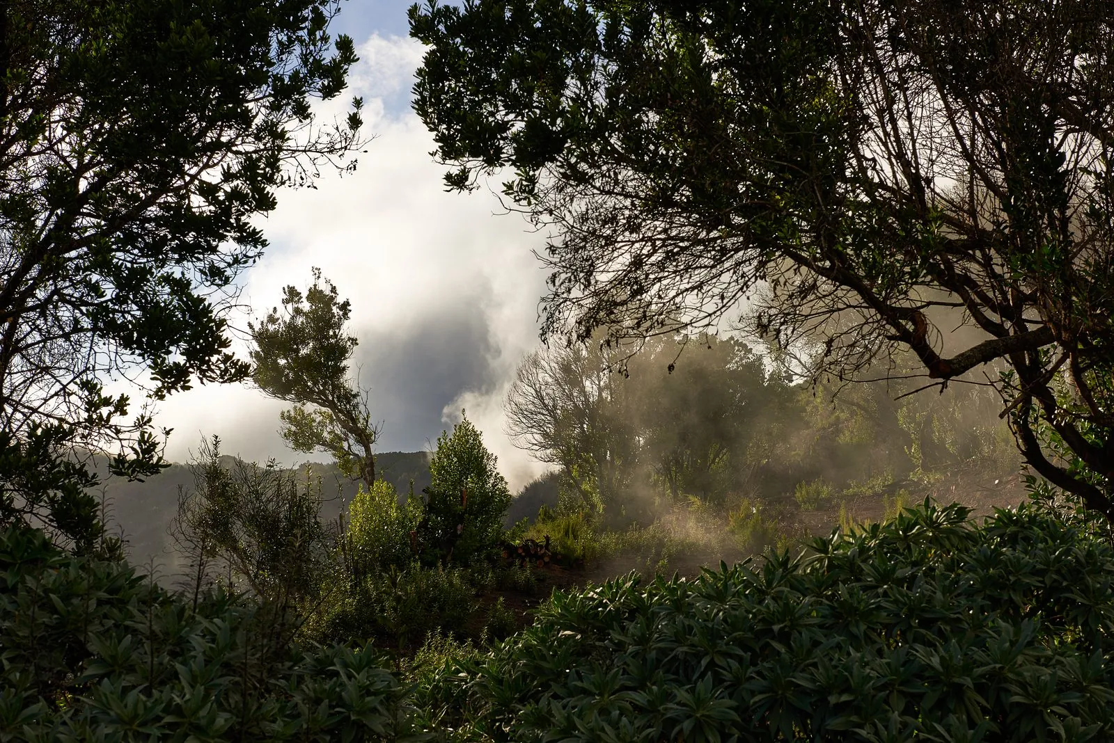 Sunbeams breaking through mist in the laurel forest of Garajonay National Park, La Gomera