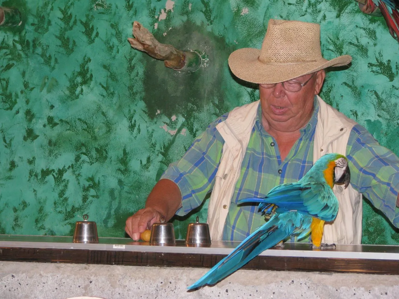 A blue-and-yellow macaw in the parrot show at Guinate Tropical Park, Lanzarote