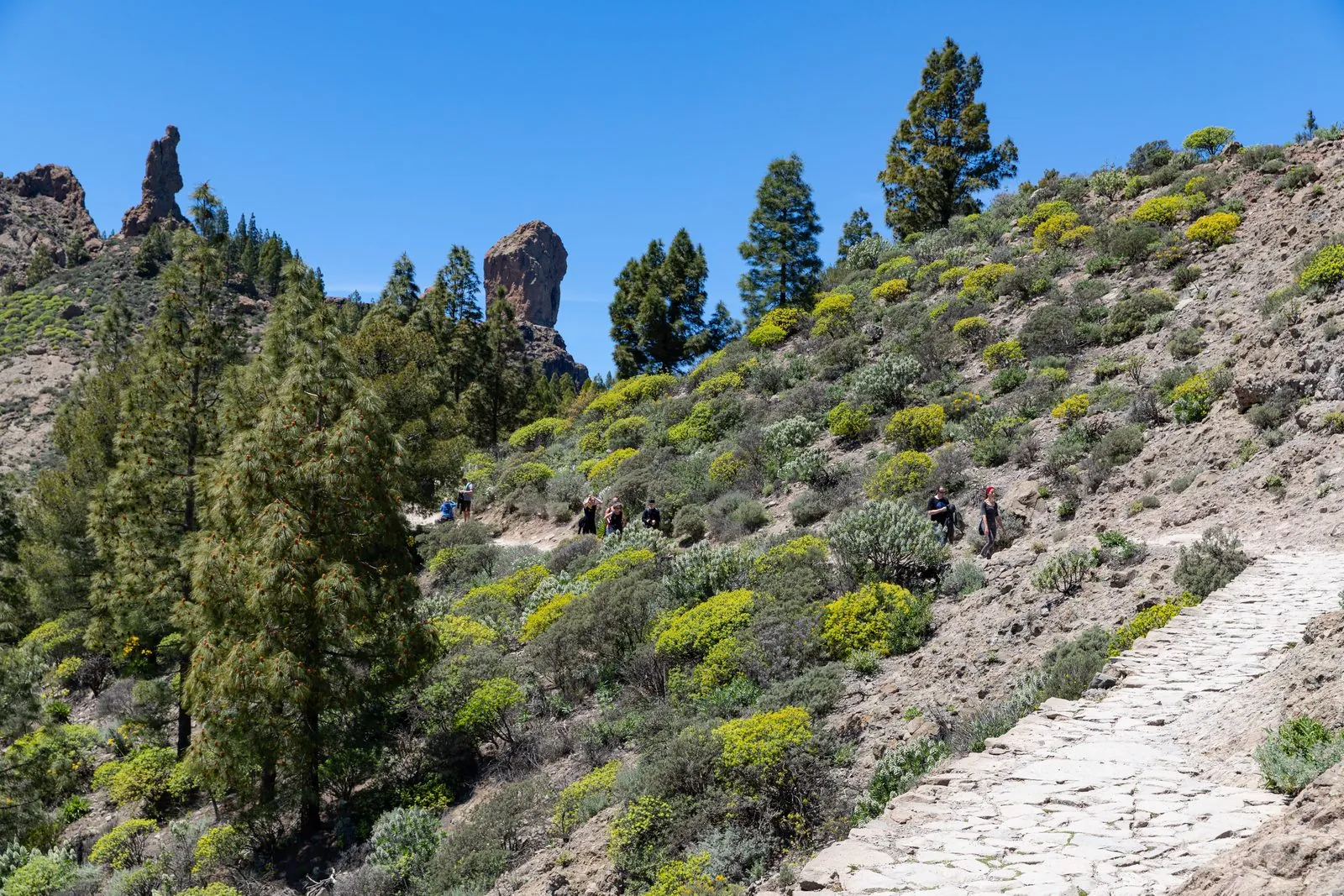 A hiking trail leading up to Roque Nublo in the central mountains of Gran Canaria