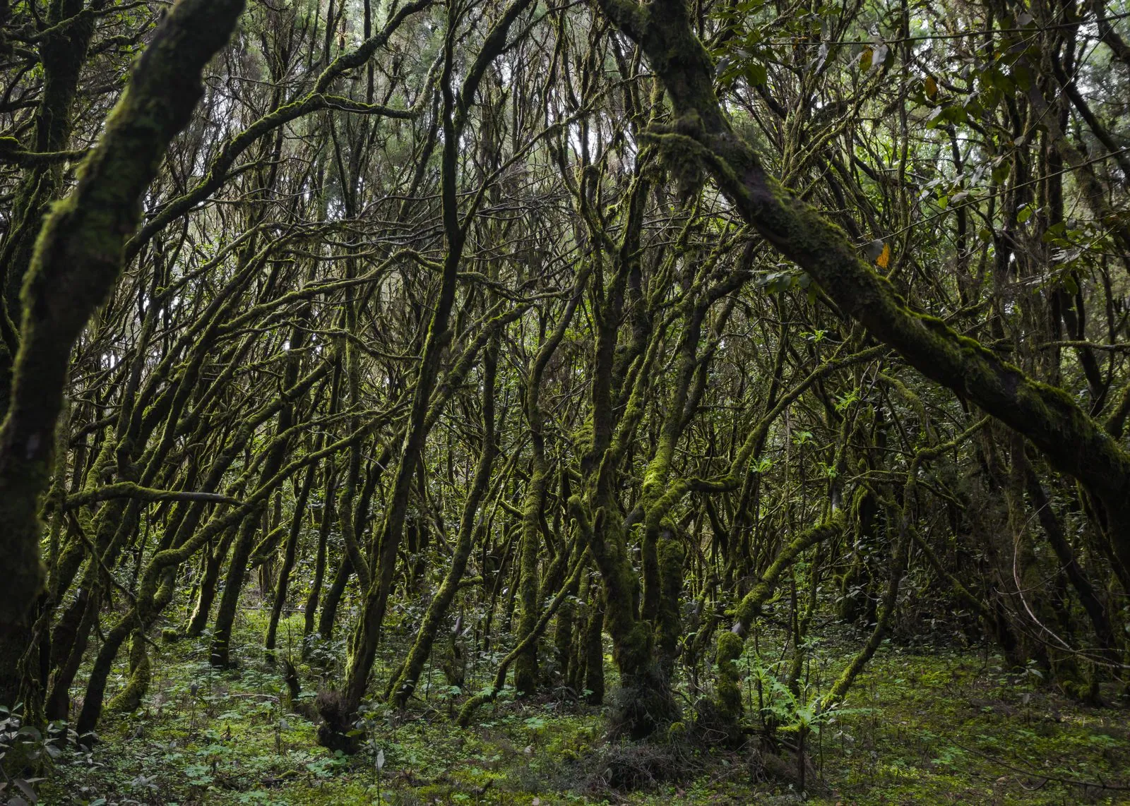 The mossy laurel cloud forest of Garajonay National Park, La Gomera