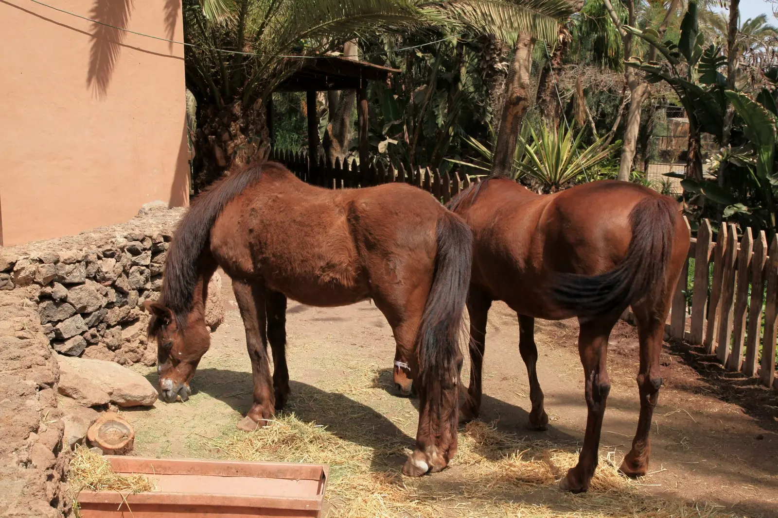 Horses at Oasis Park in La Lajita, Fuerteventura