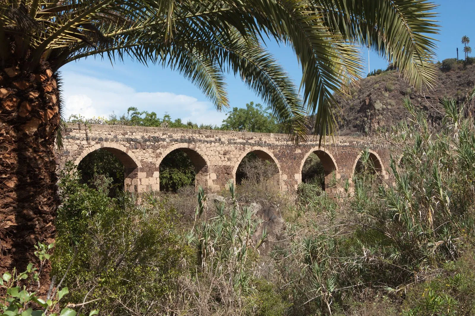 Terraces and native Canarian plants at the Jardín Botánico Canario Viera y Clavijo near Las Palmas, Gran Canaria