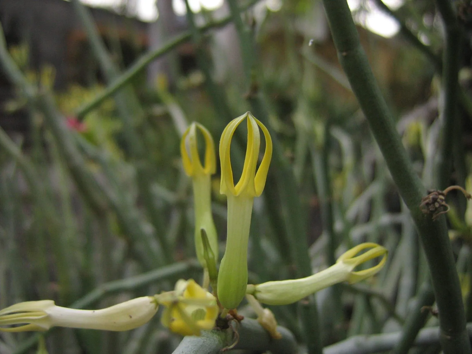 Ceropegia dichotoma-flower, Canary Islands