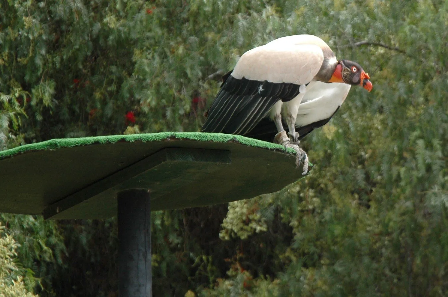 A king vulture in the birds-of-prey collection at Las Águilas Jungle Park, Tenerife