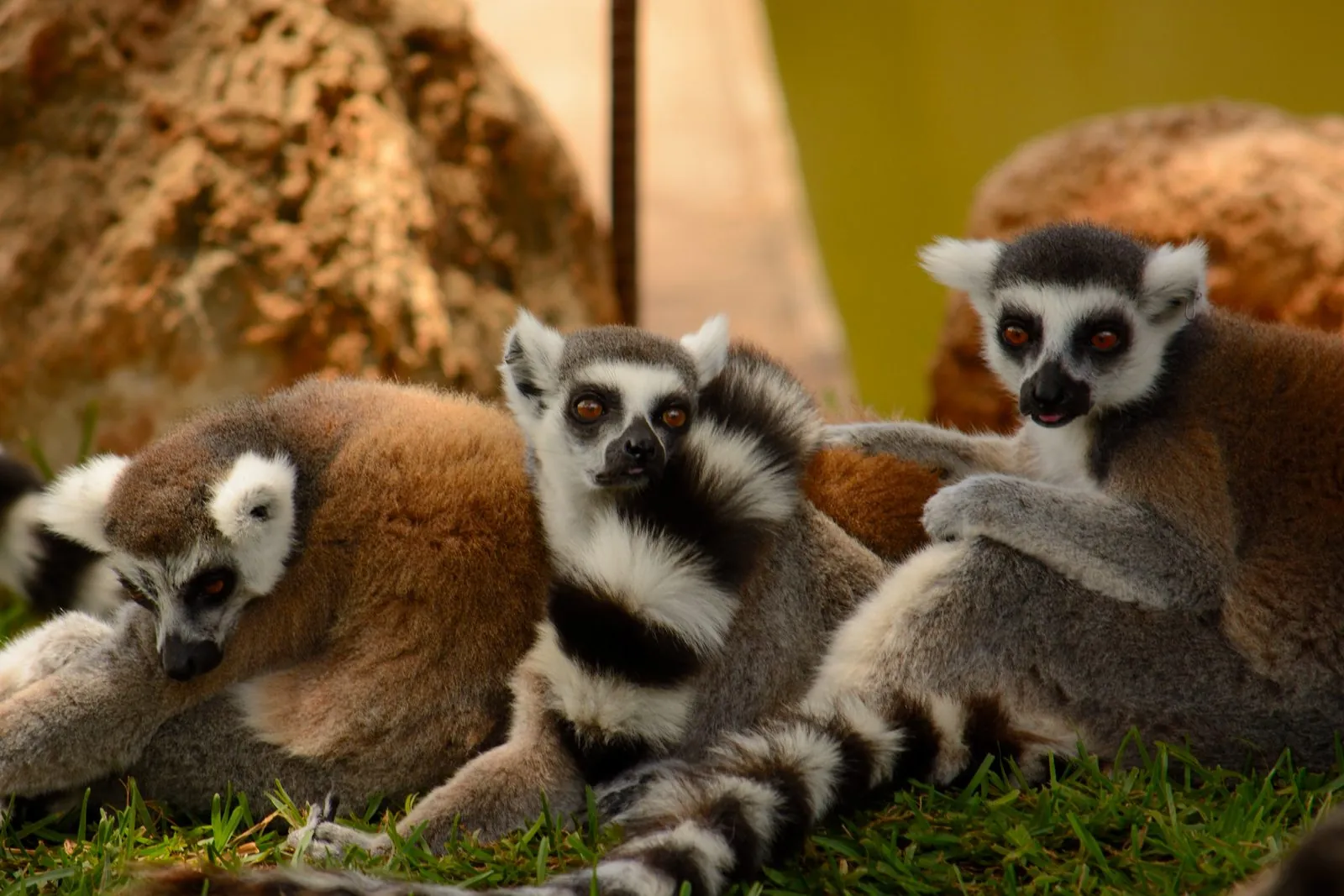 A group of ring-tailed lemurs, the kind of primates kept at Monkey Park near Los Cristianos, Tenerife