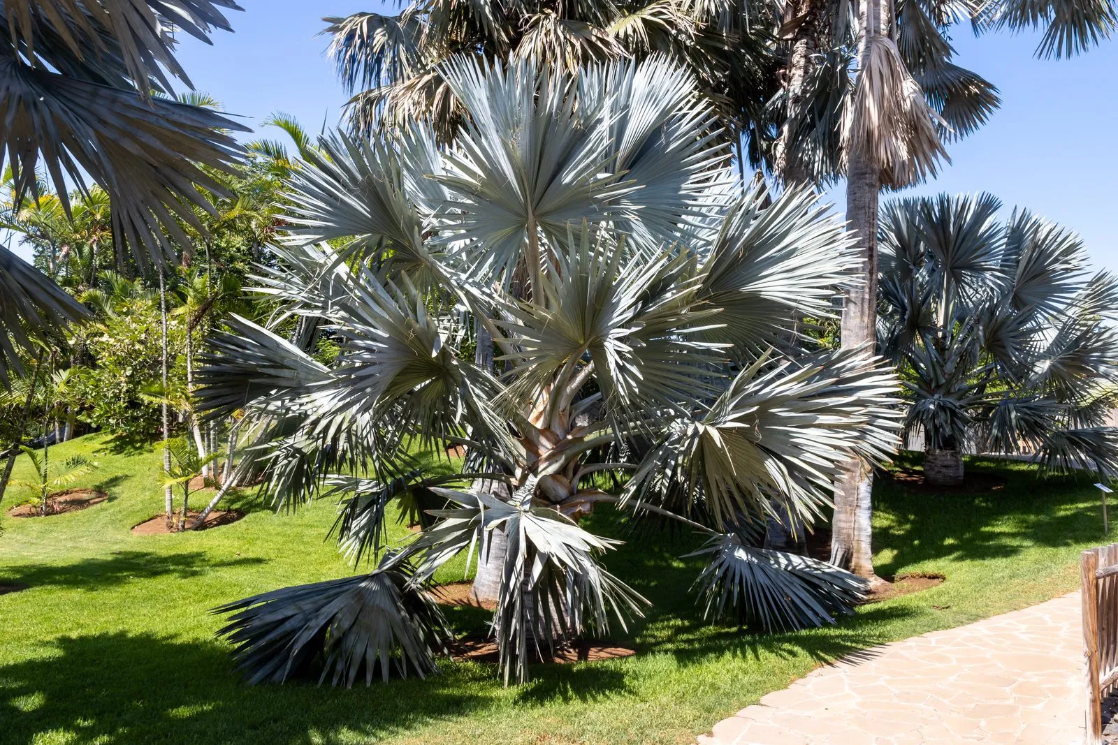 Palm collection and pathways in the Palmetum garden of Santa Cruz de Tenerife