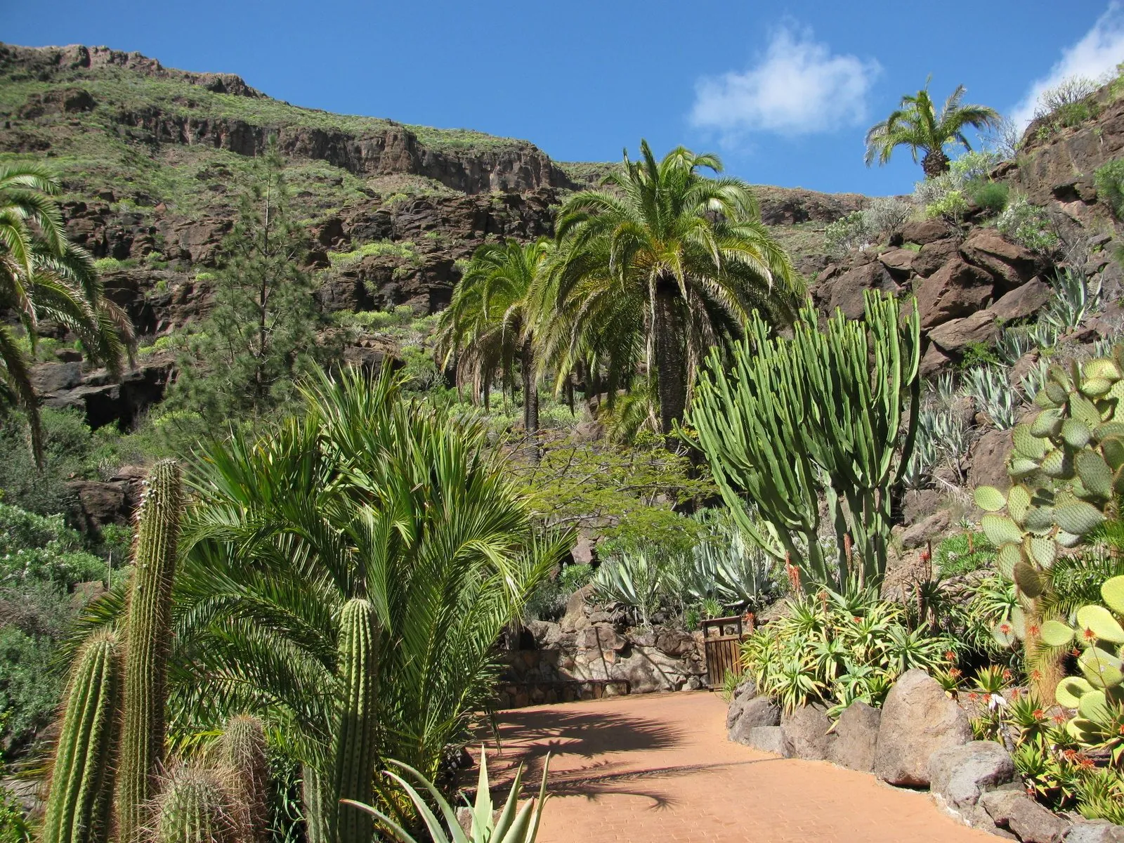A garden path lined with cacti and palm trees in the subtropical grounds of Palmitos Park, Gran Canaria