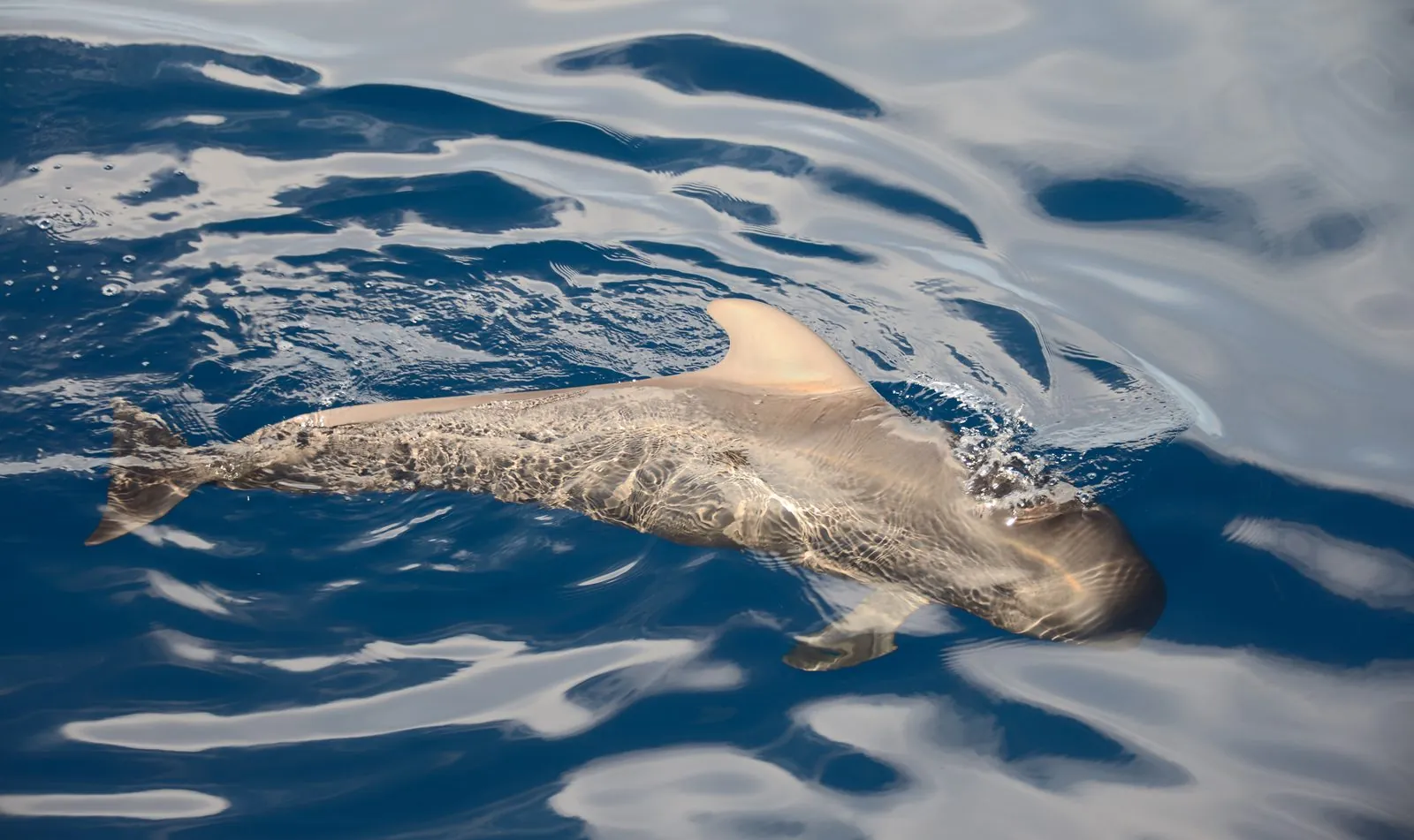 A short-finned pilot whale surfacing in the sea off Tenerife