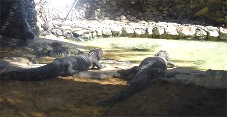 Palmitos park Crocodille